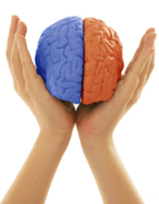 Hands holding right and left part of a brain model